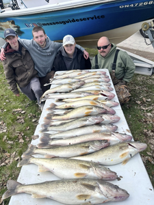 Walleye stacked in Lake St. Clair